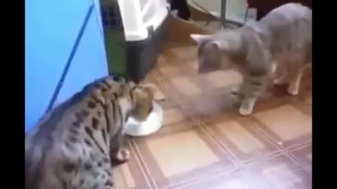 ⁣funniest cats videos compilation best of 2023.try not to laugh 🤣 🤣