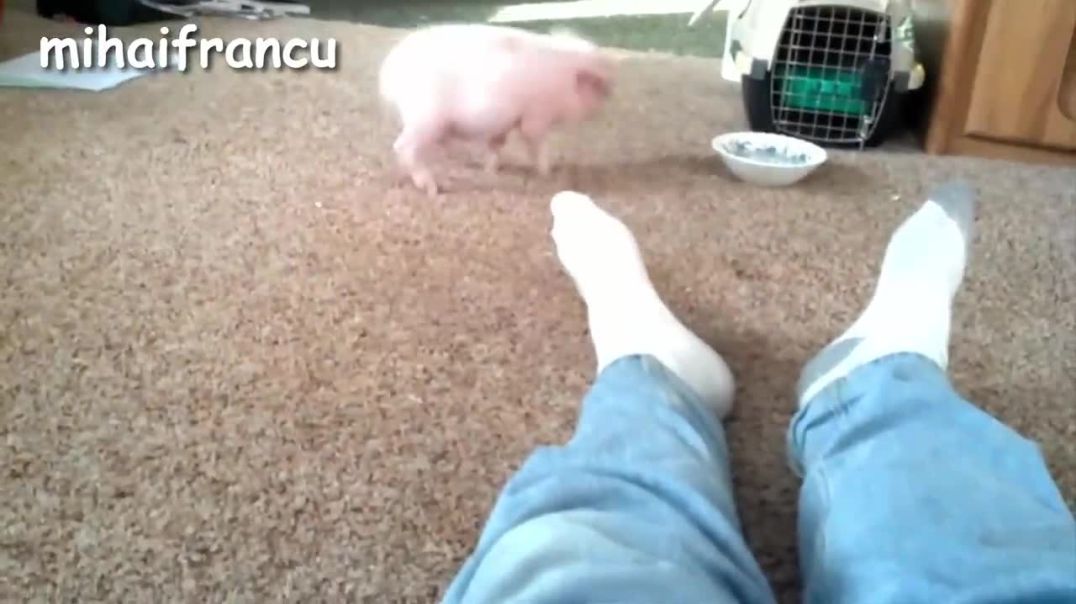 ⁣Mini Pig - A Cute Micro Pig Videos Compilation 2016  NEW HD