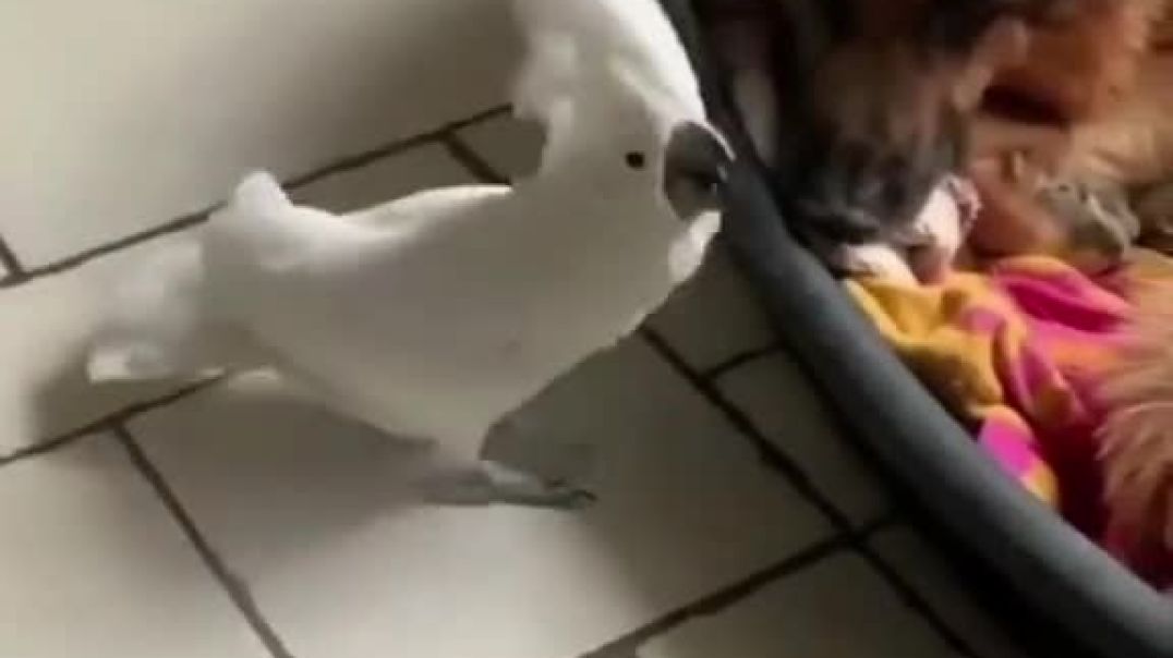 ⁣Funny and Cute Parrots Videos Compilation cute moments of the animals