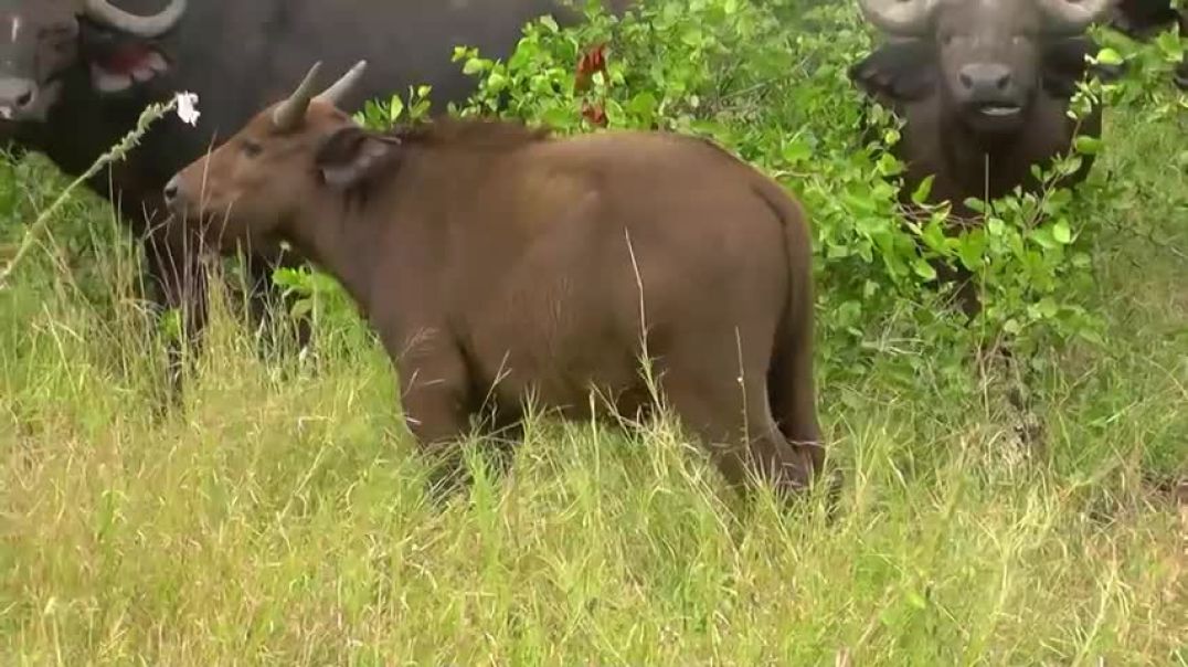 ⁣SOUTH AFRICA cape buffaloes Kruger national park hdvideo