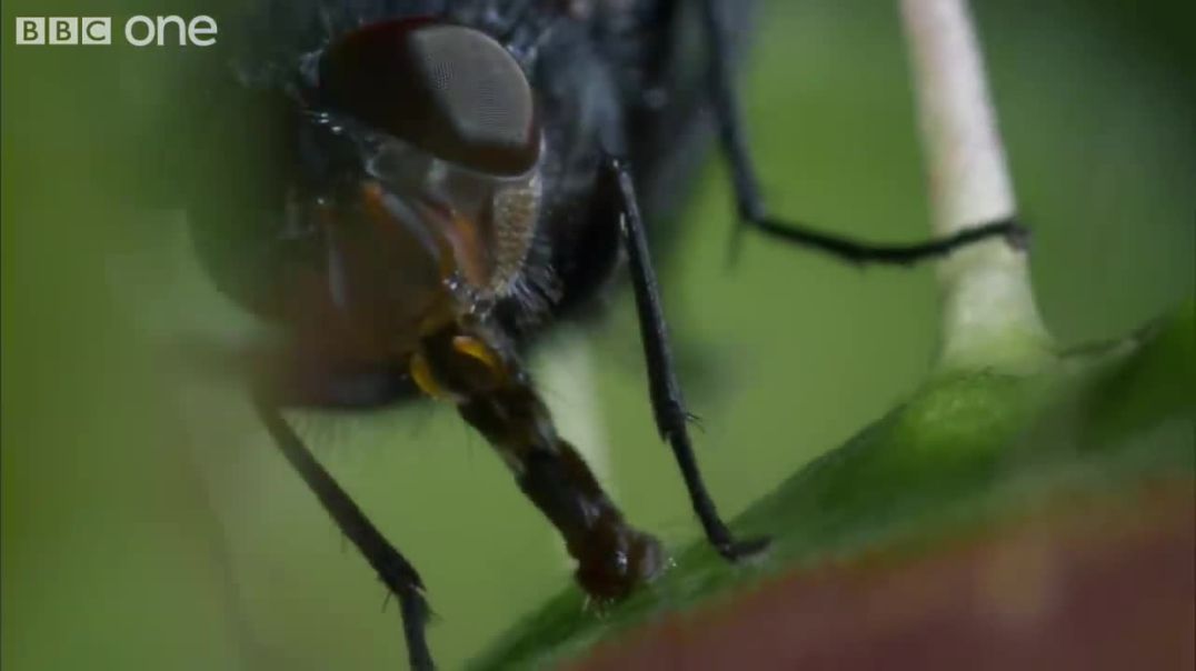 ⁣Hungry Venus flytraps snap shut on a host of unfortunate flies  Life - BBC