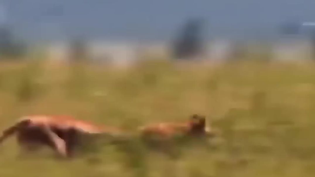 Gemsbok Knock Down Herd Lion With Their Horns To Rescue His Teammate  Lion vs Gemsbok Kudu Hippo
