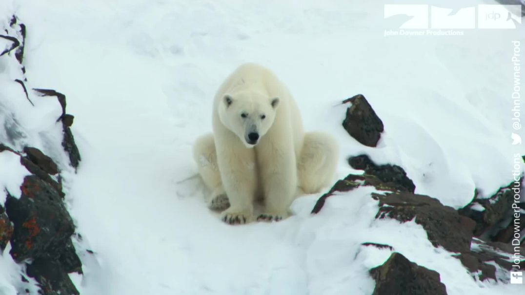 ⁣Polar bear saves cubs from dangerous male polar bear