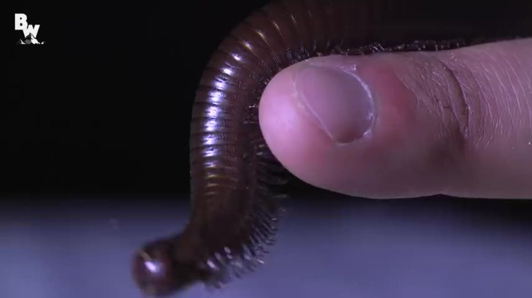 ⁣Millipede vs Centipede