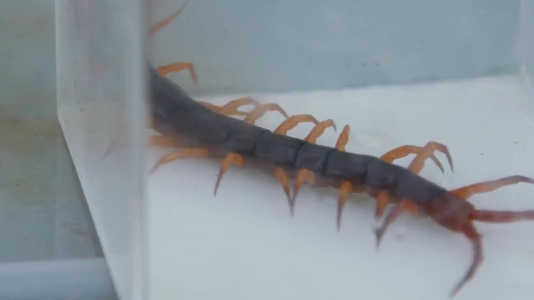 ⁣Millipede versus Centipede