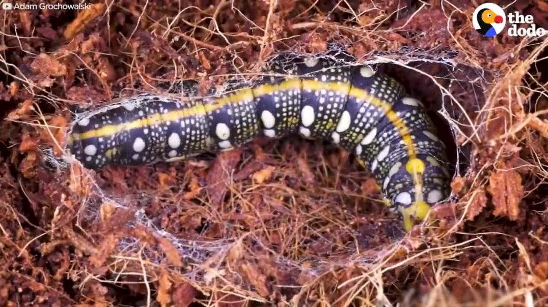 ⁣Watch This Caterpillar Turn Into A Hawk-Moth  The Dodo
