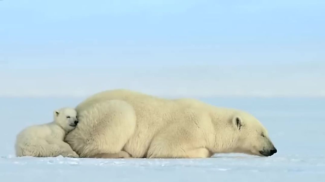⁣Polar bear cub is surprised by a seal - Snow Bears Preview - BBC One