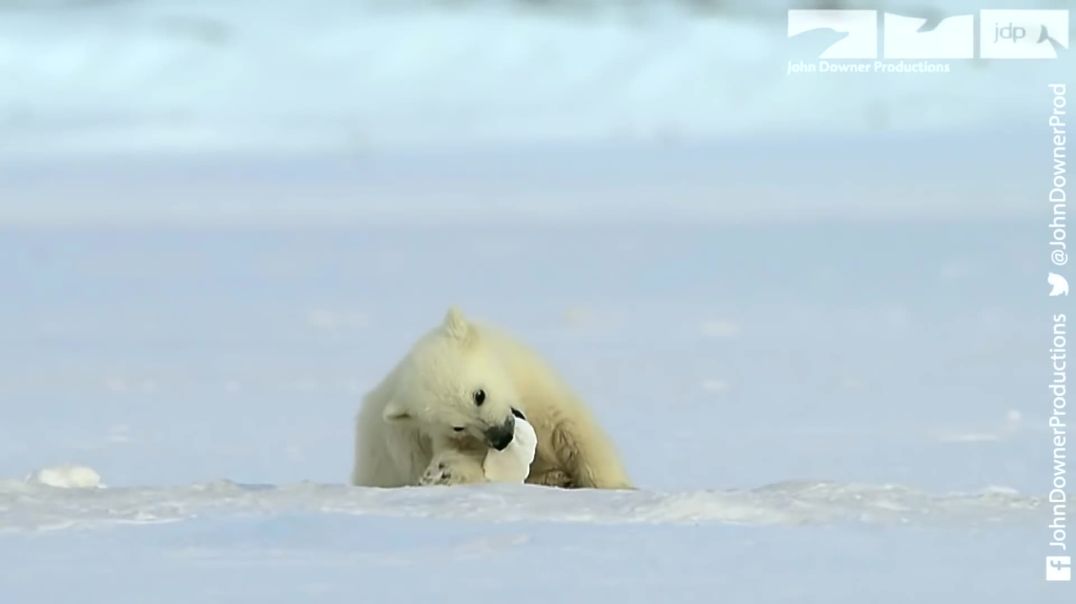 Polar Bear Cub Plays With Snowballs