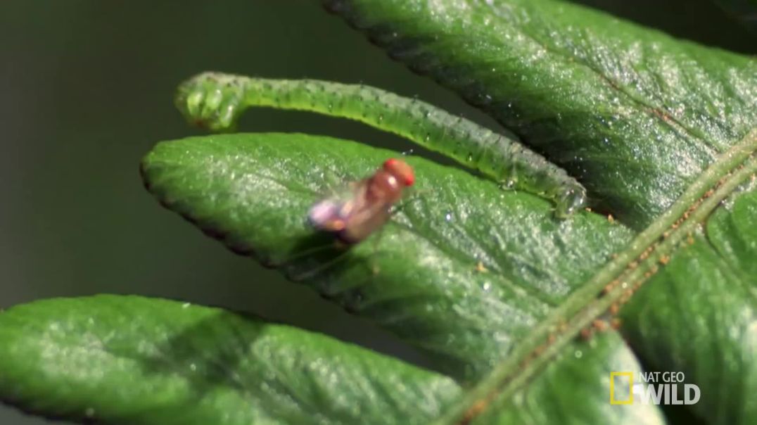 ⁣Carnivorous Caterpillars  Worlds Weirdest