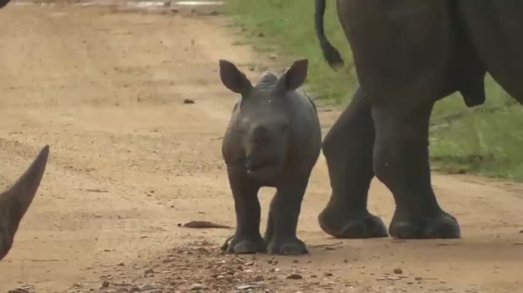 SOUTH AFRICA rhino baby is challenging his father Kruger national park