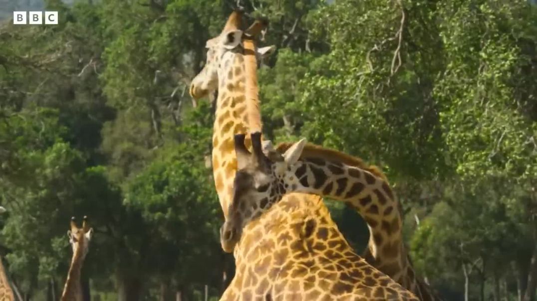 ⁣Baby giraffe makes new friends  Serengeti - BBC