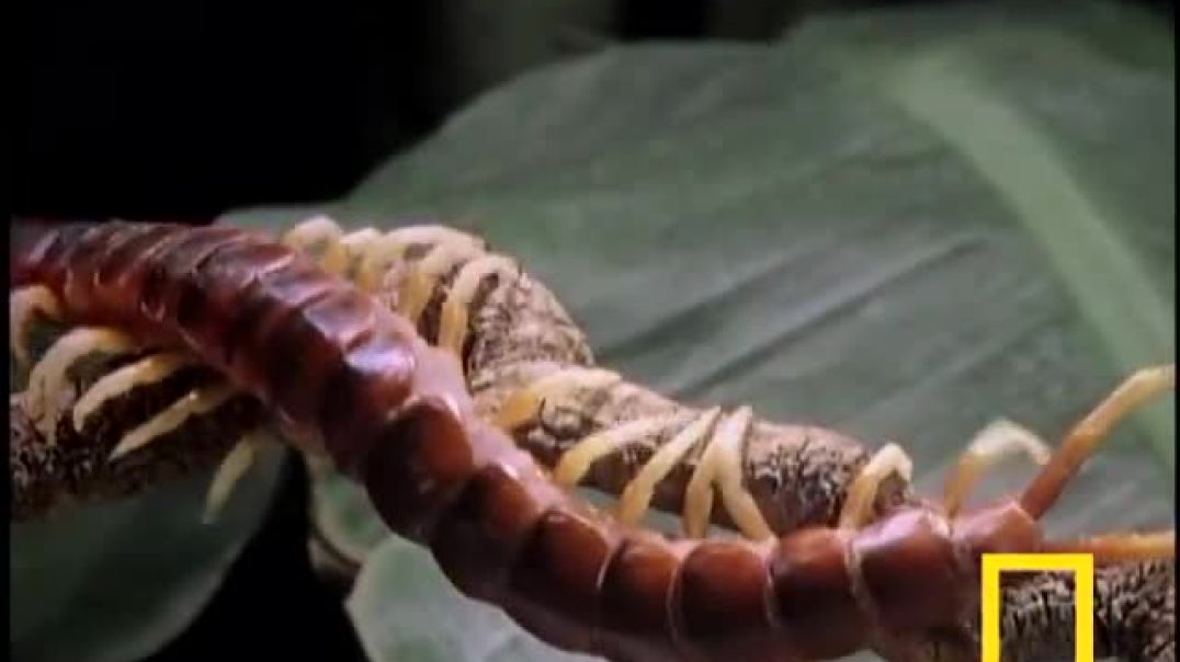 ⁣Giant Centipede  National Geographic