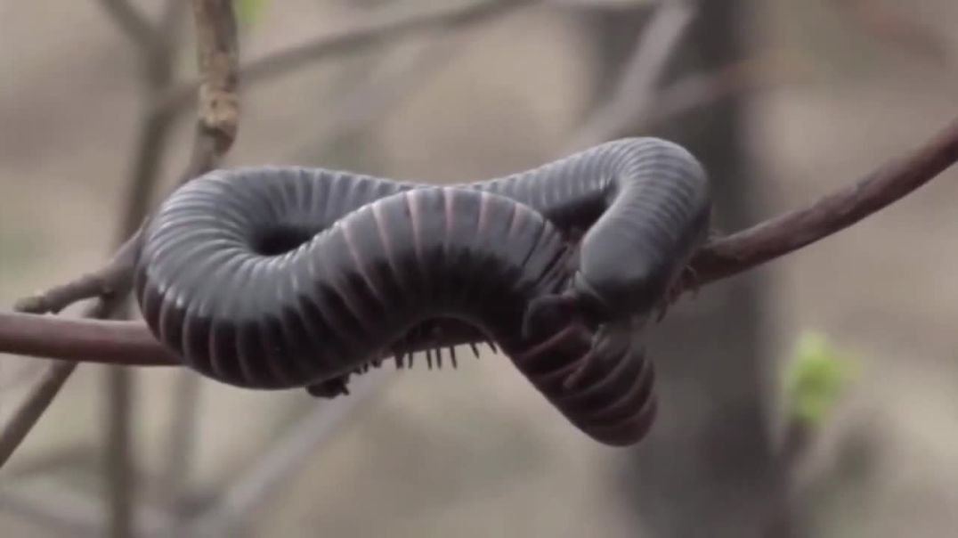 ⁣Millipede Facts a Millipede CAN;T HURT YOU!  Animal Fact Files