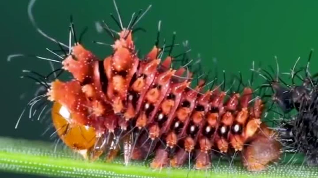 ⁣Watch This Caterpillar Turn Into A Chinese Luna Moth  The Dodo