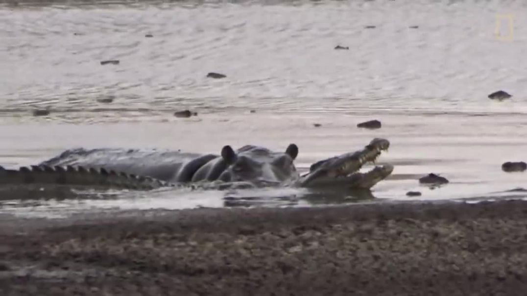 ⁣Young Hippo Tries to Play With Crocodile  National Geographic