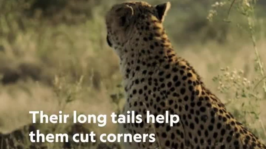 Cheetah fast facts