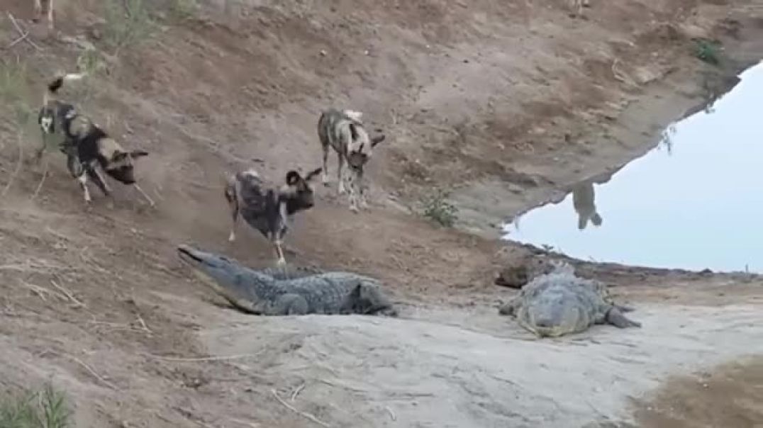 OMG A Herd of Wild Dogs Brazenly Plunges into the Swamp to Steal Giant Crocodiles Prey and the End
