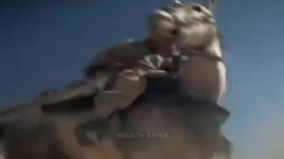 ⁣Leopard Broke His Mouth When Kicked By A Wild Horse  Wild Horse Vs Leopard Dramatic Chase