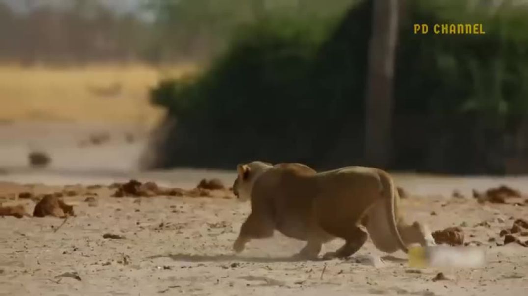 ⁣Unbelievable Brave Warthogs Parents Were Determined To Bite Lion To Death To Get Their Baby Back