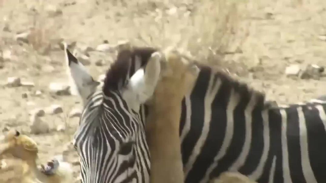 Too Brave Powerful Mother Zebra Knock Down Lions To Save Her Newborn  Lion vs Zebra Giraffe