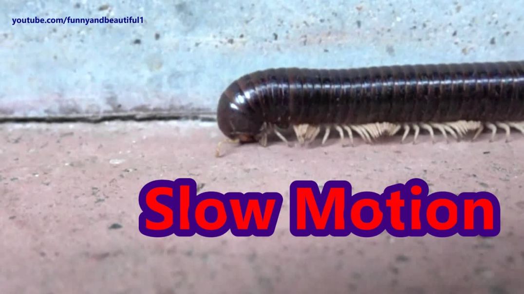 Millipede walking with hundreds of legs - Slow Motion