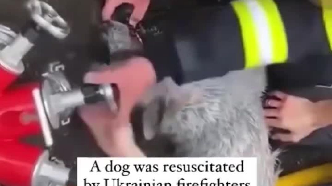 Ukrainian firefighters resuscitate dog caught in apartment fire