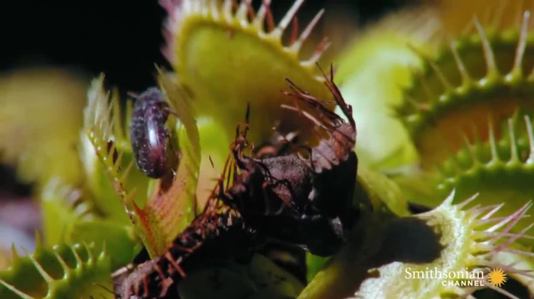 The Carnivorous Plant That Feasts on Mice