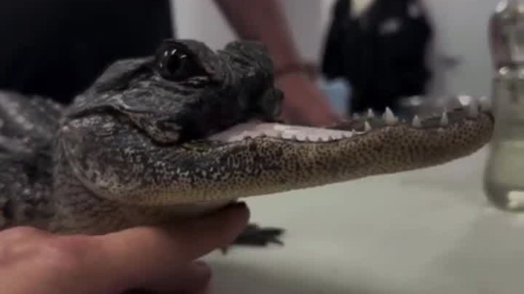 ⁣Meet Jawlene, a Florida gator who lost the top half of her jaw