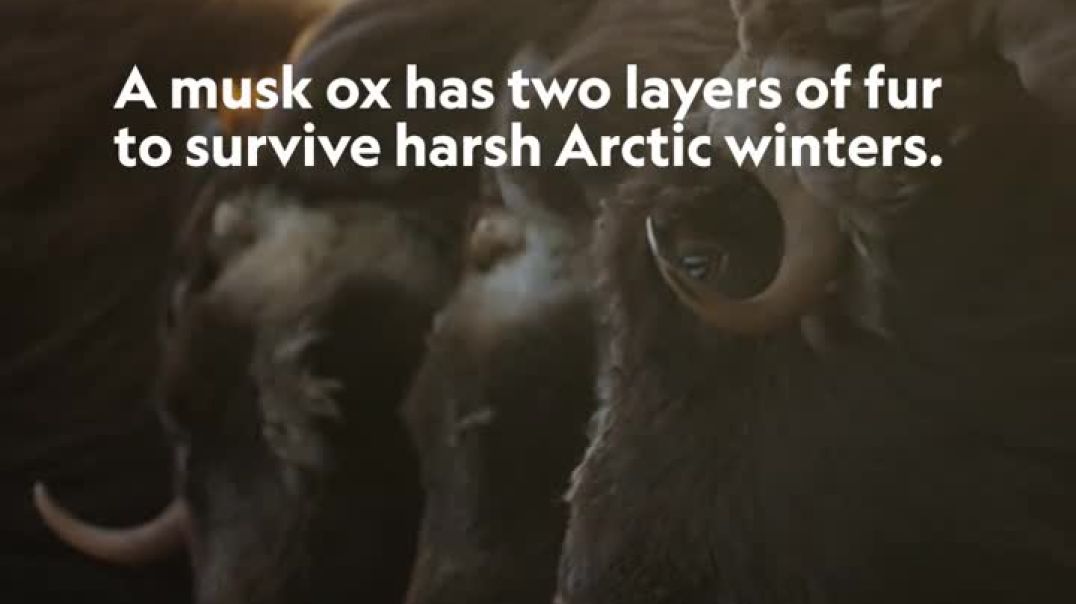 A closer look at the mighty musk ox