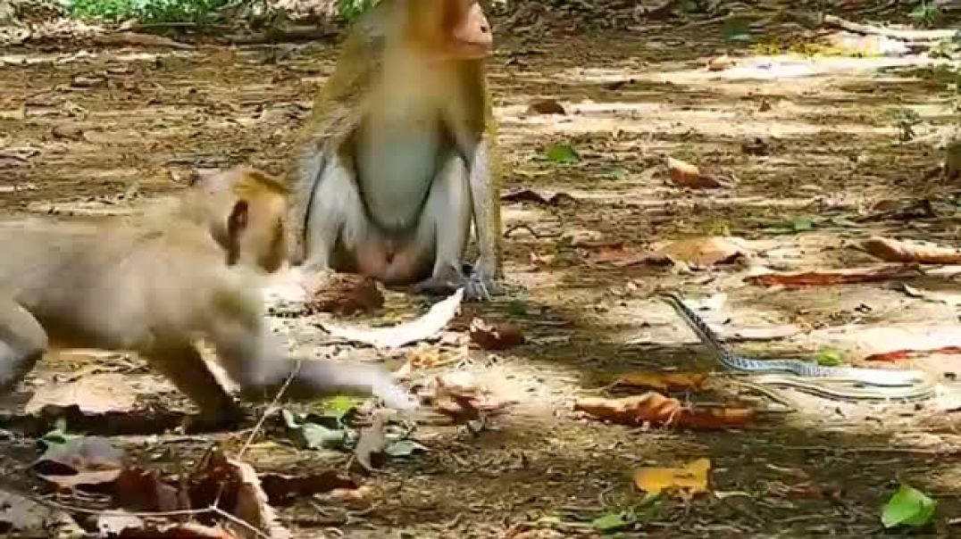 ⁣Mother Lion Cried When She Was Simultaneously Attacked By A Monkey And A Snake In Her Territory