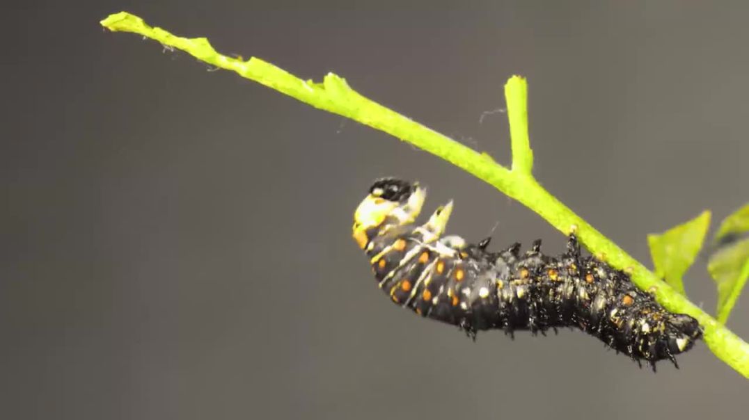 Everything You Didn;t Know About Caterpillars