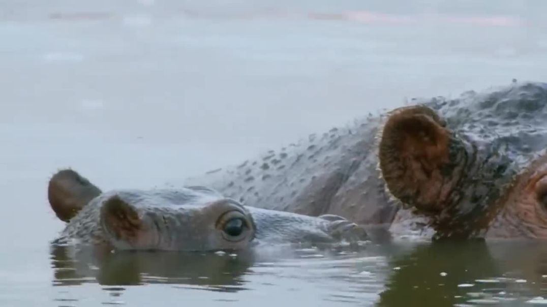 ⁣Angry Hippo Crushes Lion;s Head And Show It Who;s Boss
