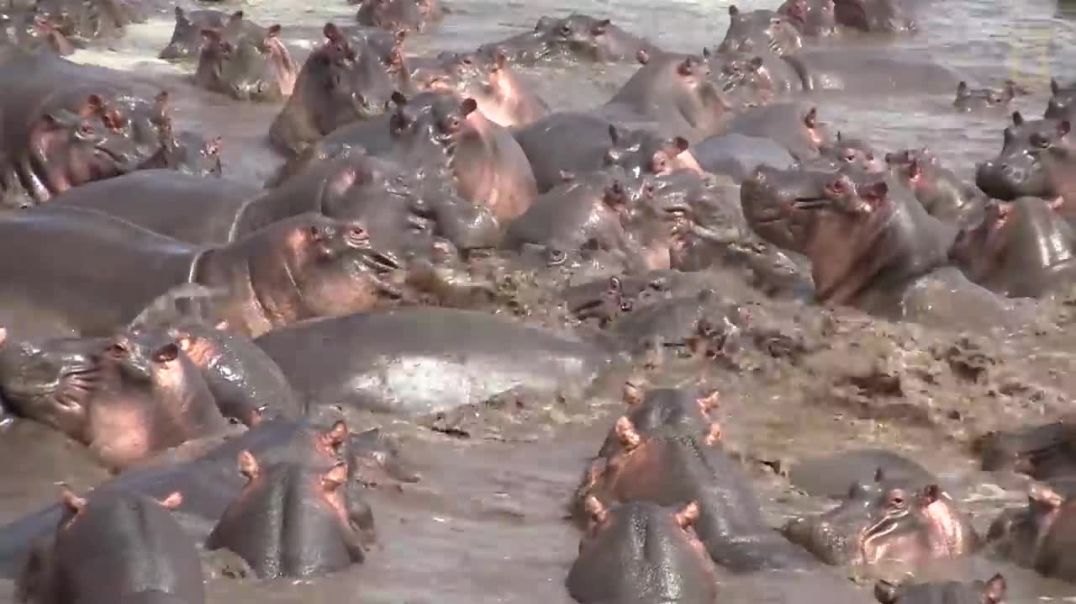 ⁣Watch What Happens When a Crocodile Walks Into a Herd of Hippos  Nat Geo Wild