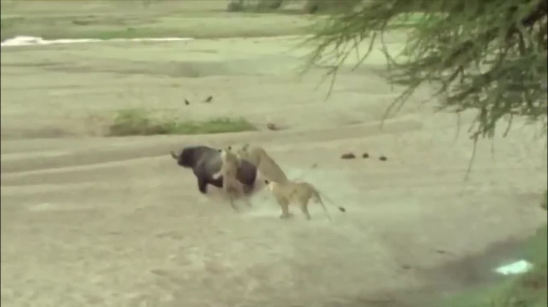 Lion in Danger! Buffalo Herd Use This  Sharp Horns To Take Down Lions To Rescue His Teammate