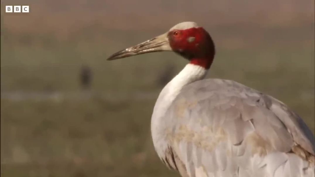 ⁣Paddy Fields Offer Sanctuary for Wild Birds  Ganges BBC Earth
