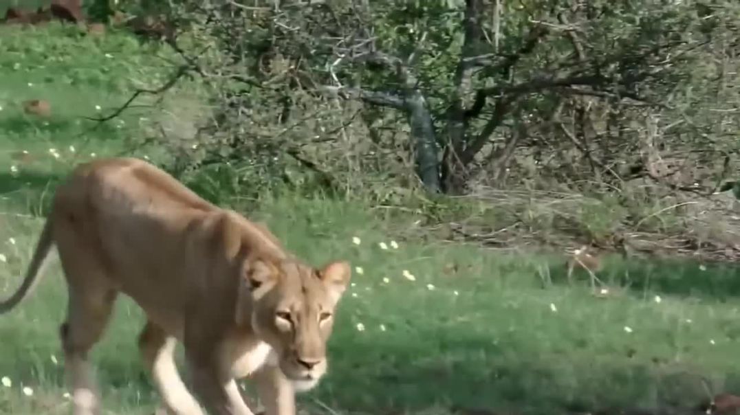 HUNTER BECOMES THE MOTHER! LION Really Want To Rescue Baby Gazelle From Five Cheetah Hunting_