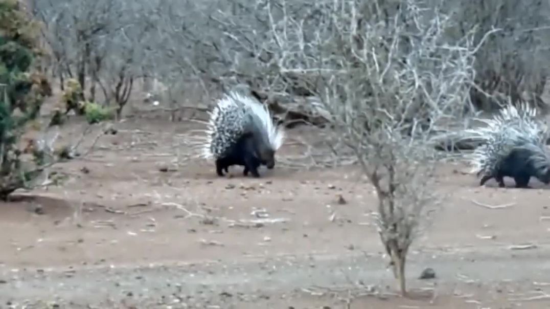 Top 10 Animals Risked Their Lives When Attack Into Sharp Fur Of Porcupine - Lion, Leopard, Python
